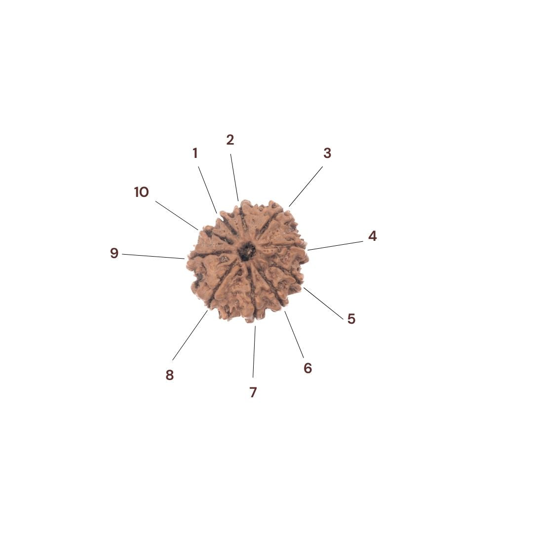 10 faced rudraksha bead