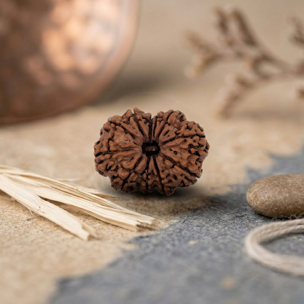 11 mukhi rudraksha