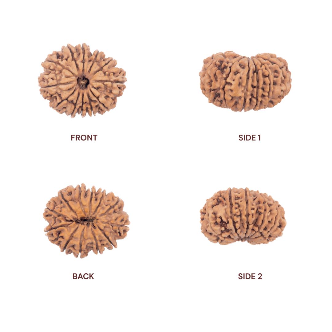 12 mukhi rudraksha all sides