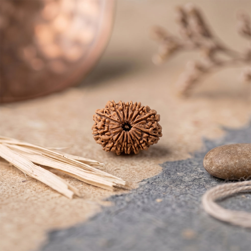 14 mukhi rudraksha