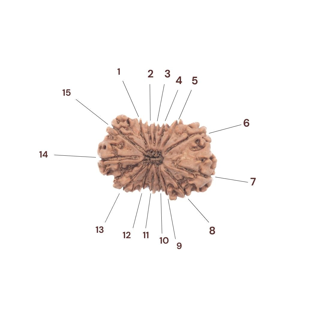 15 faced rudraksha bead