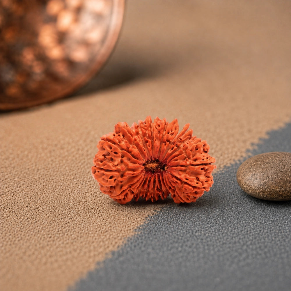 20 Mukhi Rudraksha