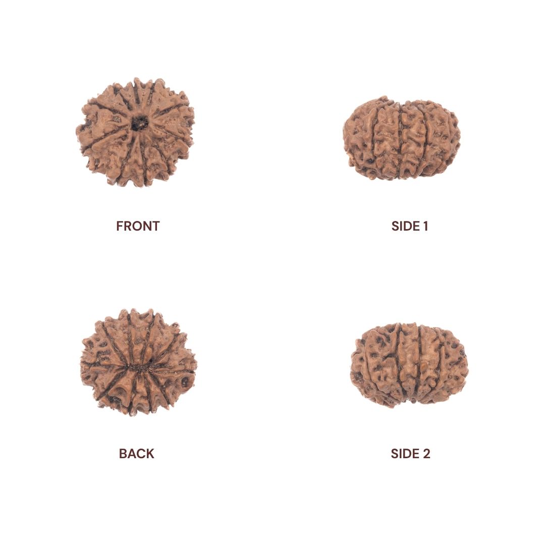 All sides of 10 mukhi rudraksha