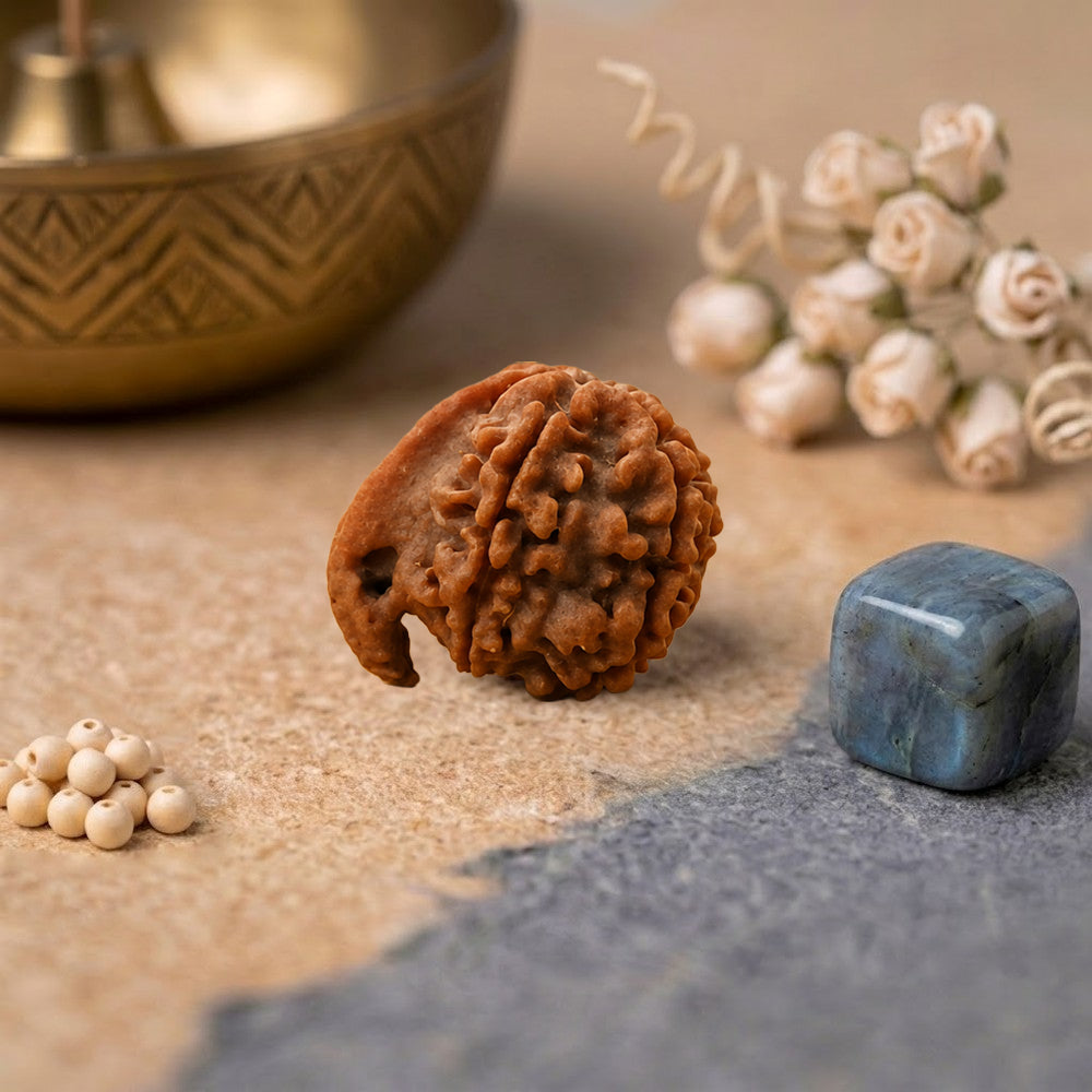 Ganesh Mukhi Rudraksha