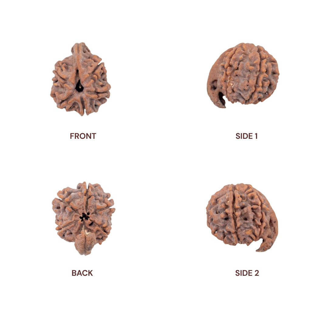 Ganesh Mukhi Rudraksha - All Sides
