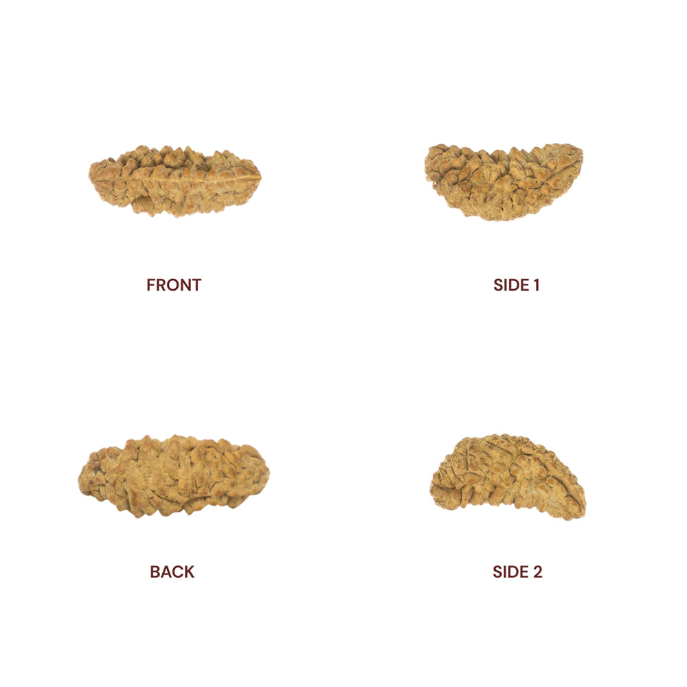 1 Mukhi Rudraksha all 4 sides
