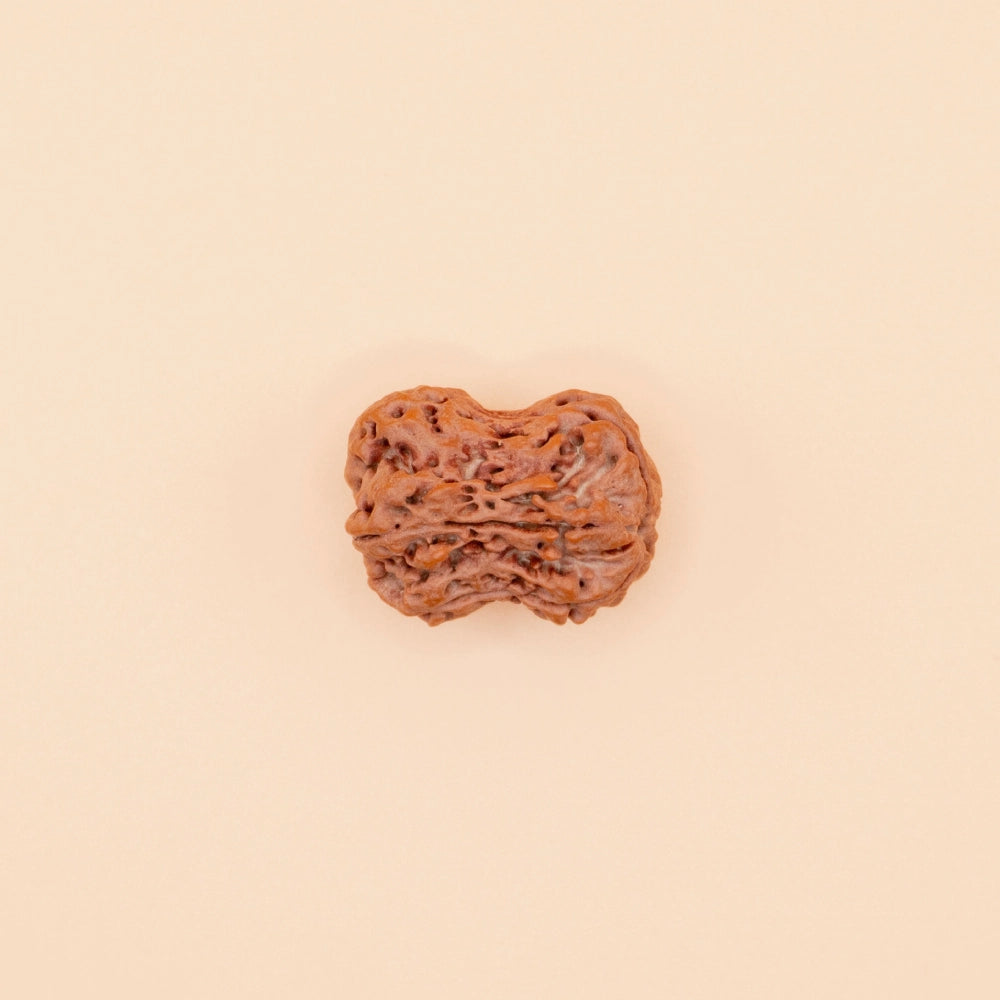 Damru Rudraksha