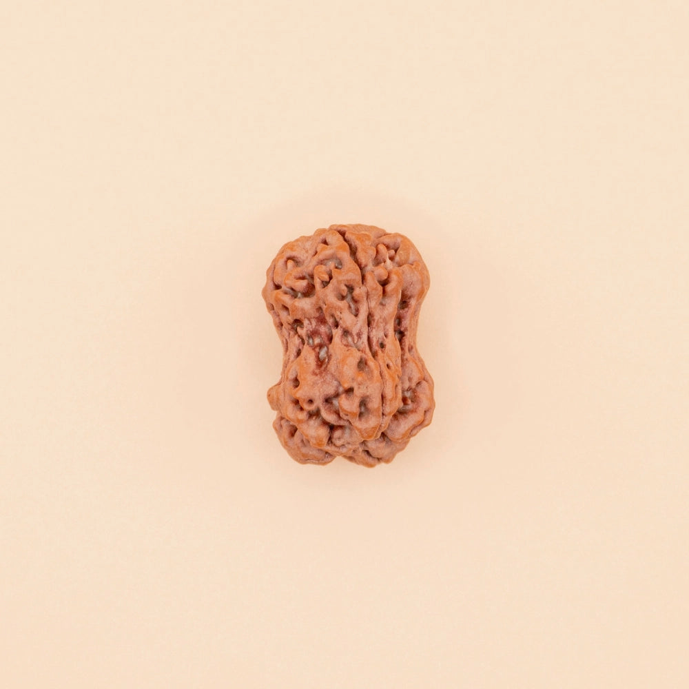 Damru Rudraksha of Nepali Origin