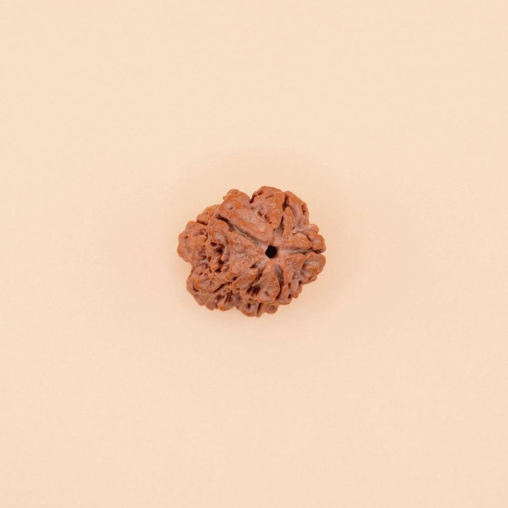 Damru Rudraksha Nepali Origin