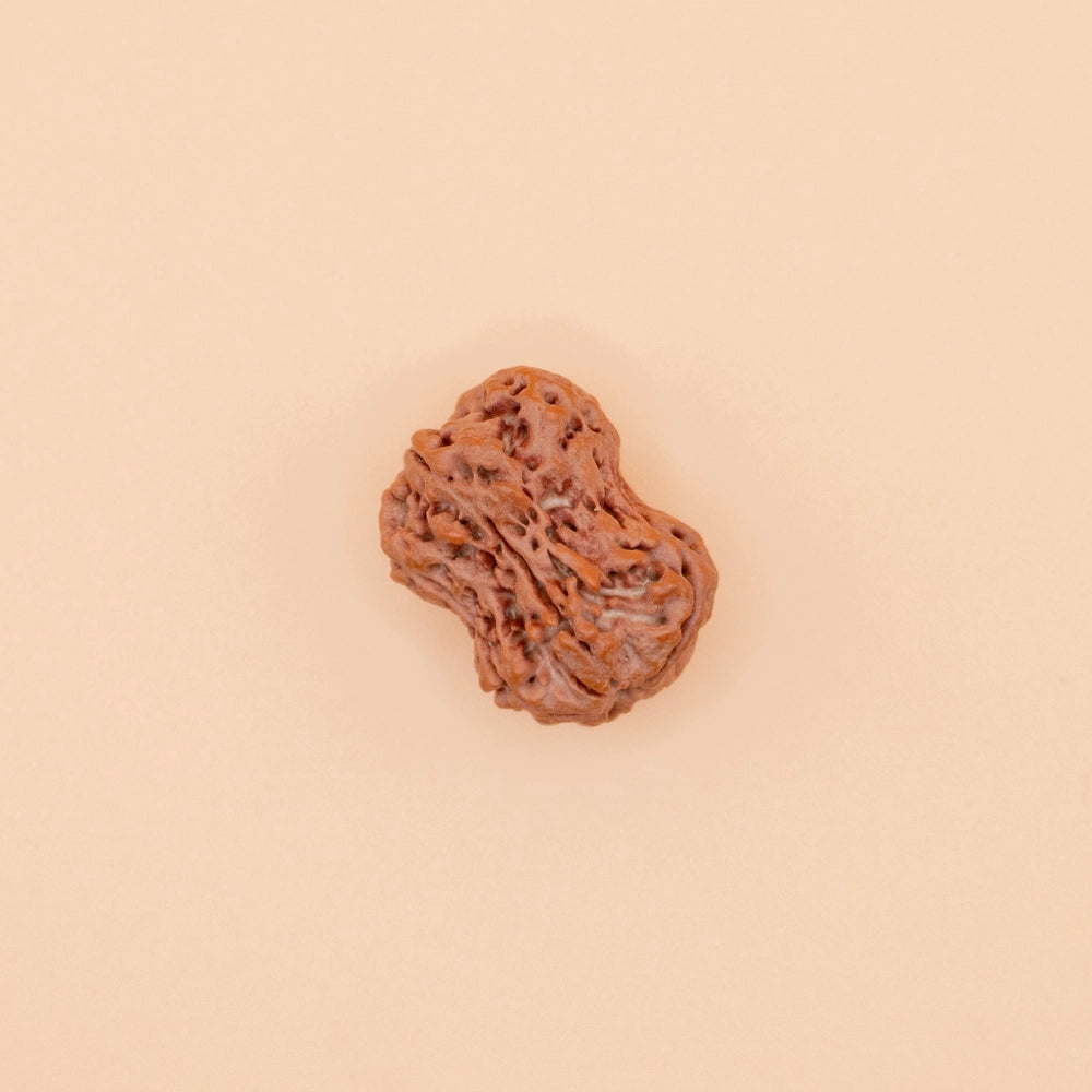 Damru Rudraksha of Nepali Origin