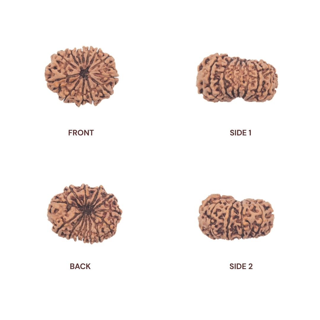 Different sides of 13 mukhi rudraksha