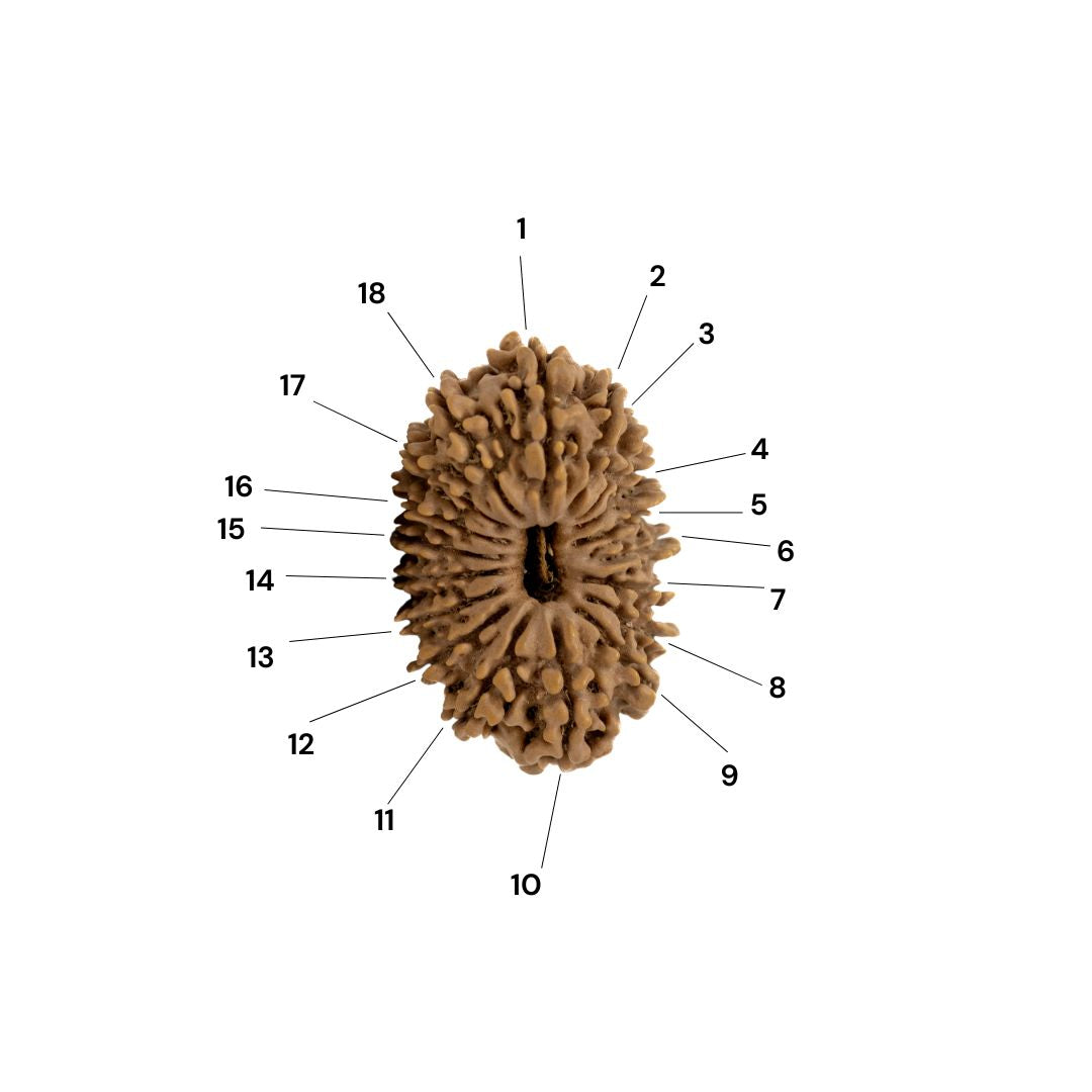 18 Mukhi Rudraksha
