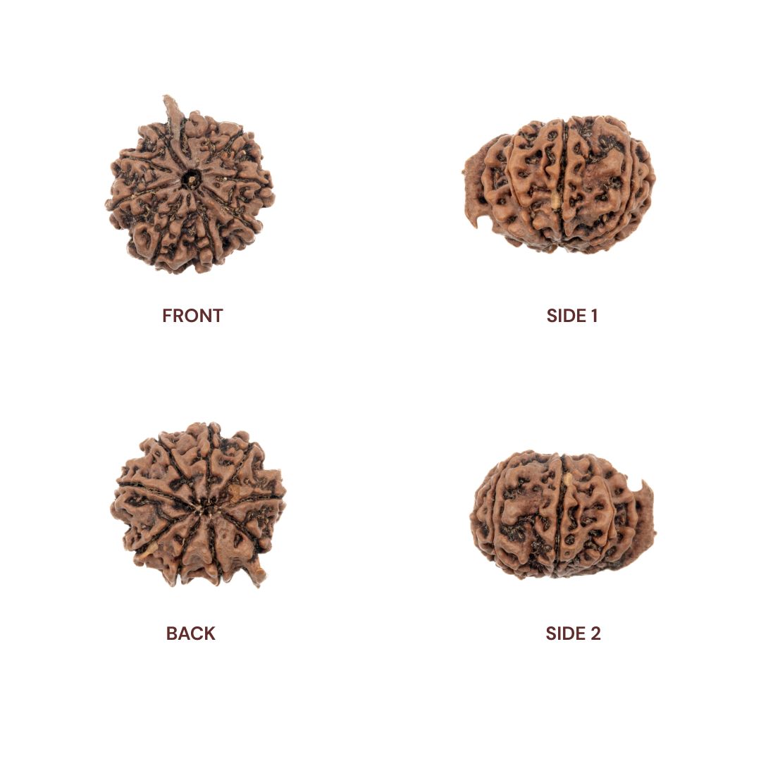 Ganesh Rudraksha all sides