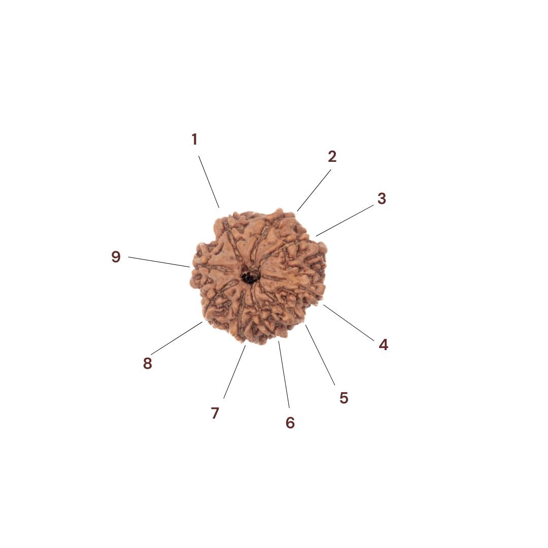 Nine faces of 9 mukhi rudraksha