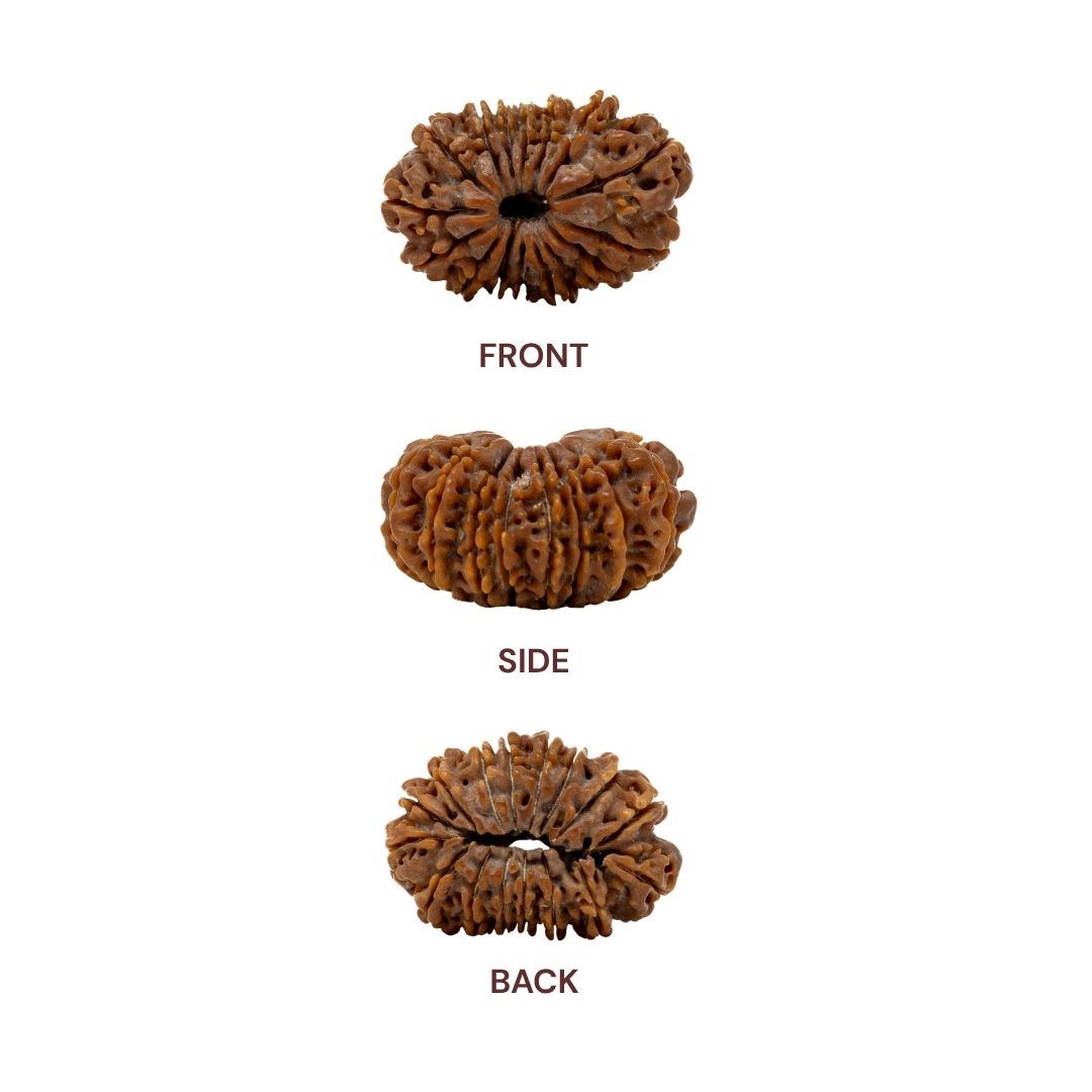 Sides of 16 mukhi rudraksha