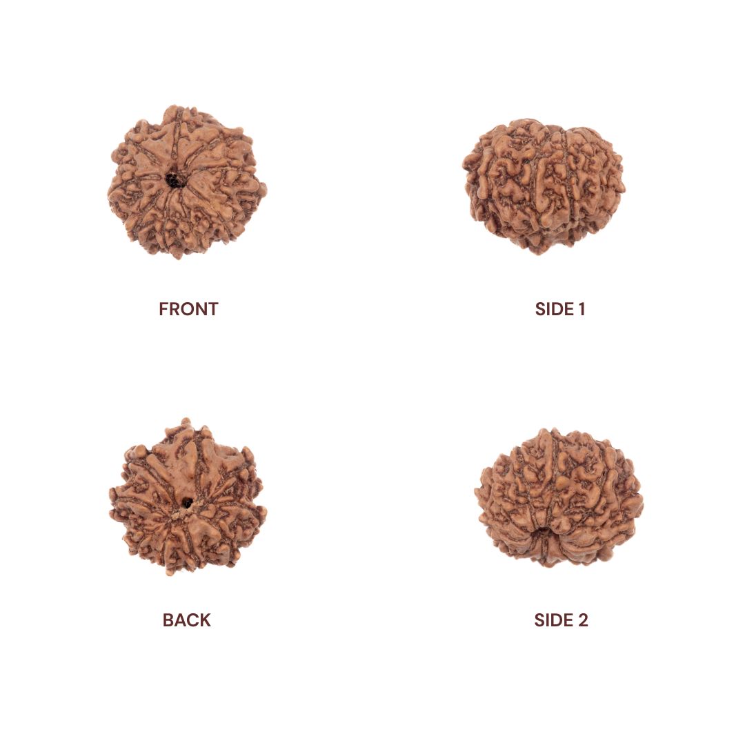 Sides of 9 mukhi rudraksha