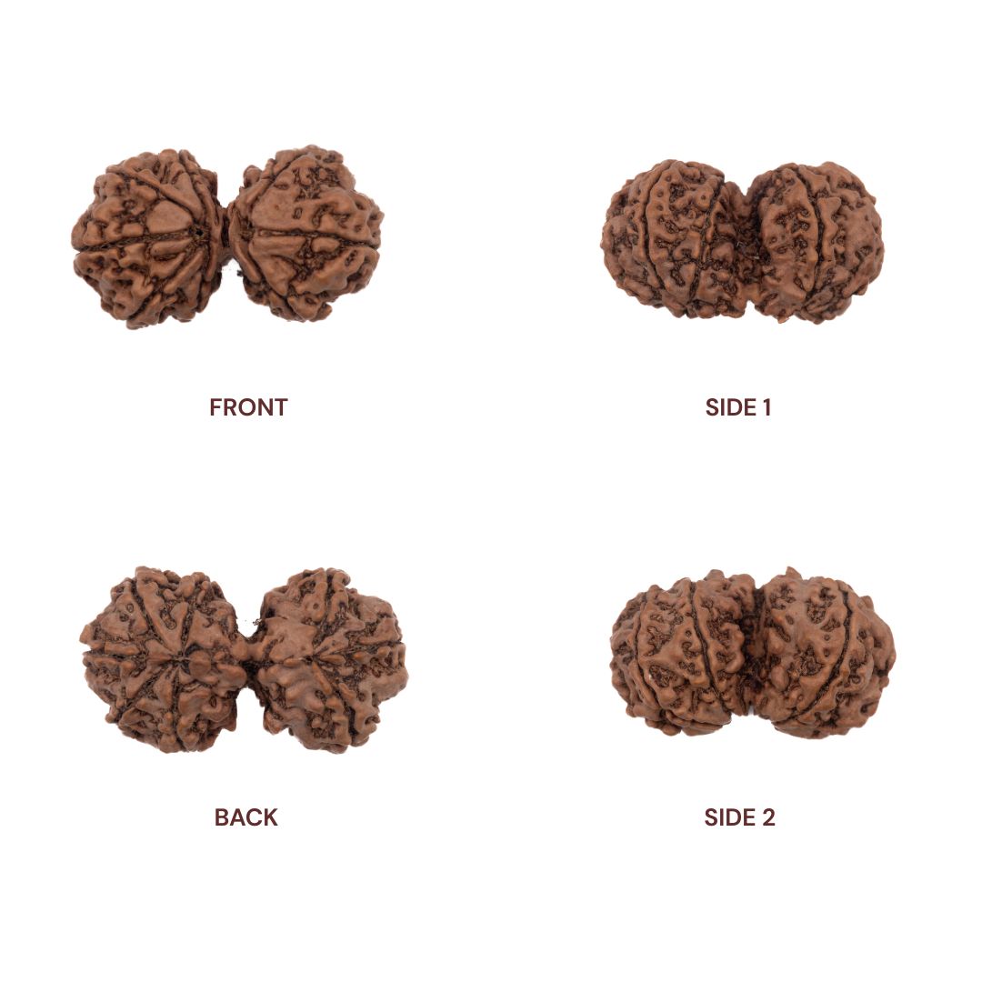 Sides of Gauri Shankar Rudraksha