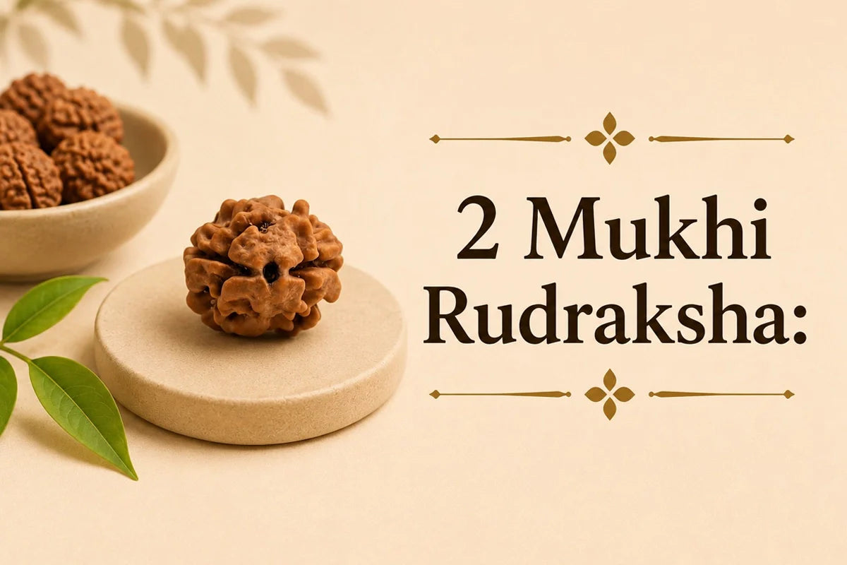 2 Mukhi Rudraksha: Meaning, Deity, and Who Should Wear It