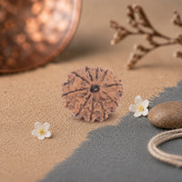 10 Mukhi Rudraksha