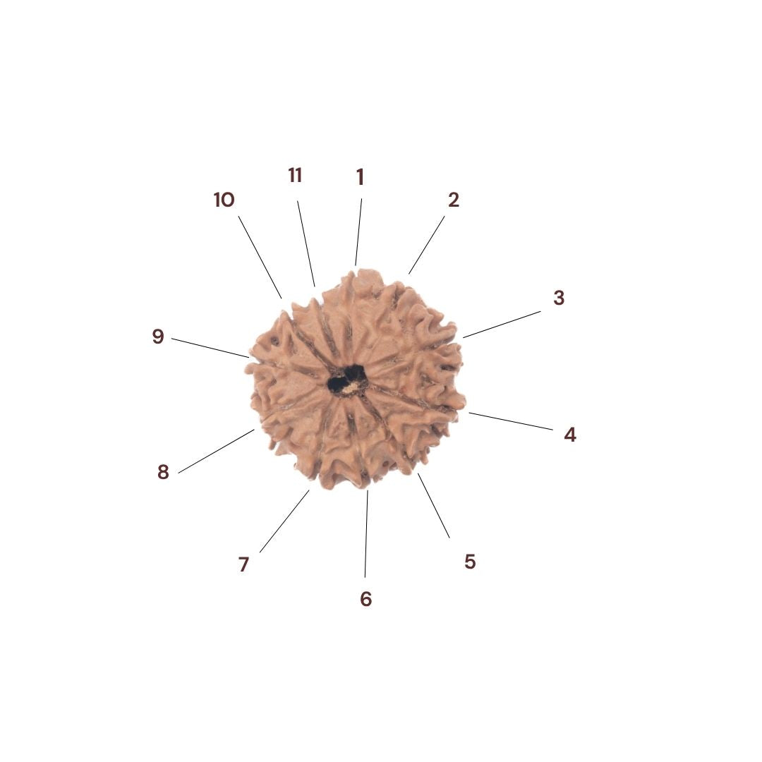 11 faced rudraksha bead