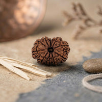 11 Mukhi Rudraksha