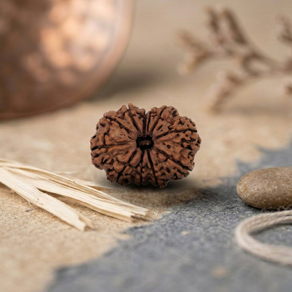 11 Mukhi Rudraksha