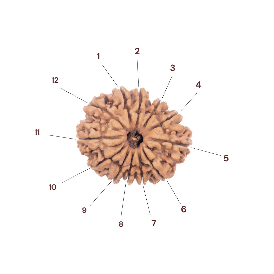 12 faced rudraksha bead