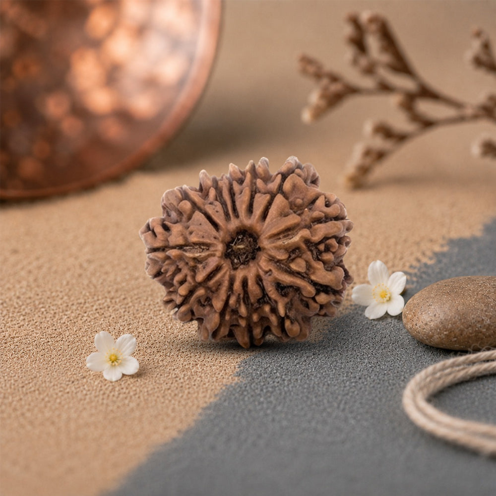 12 mukhi rudraksha