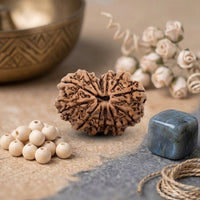 13 Mukhi Rudraksha