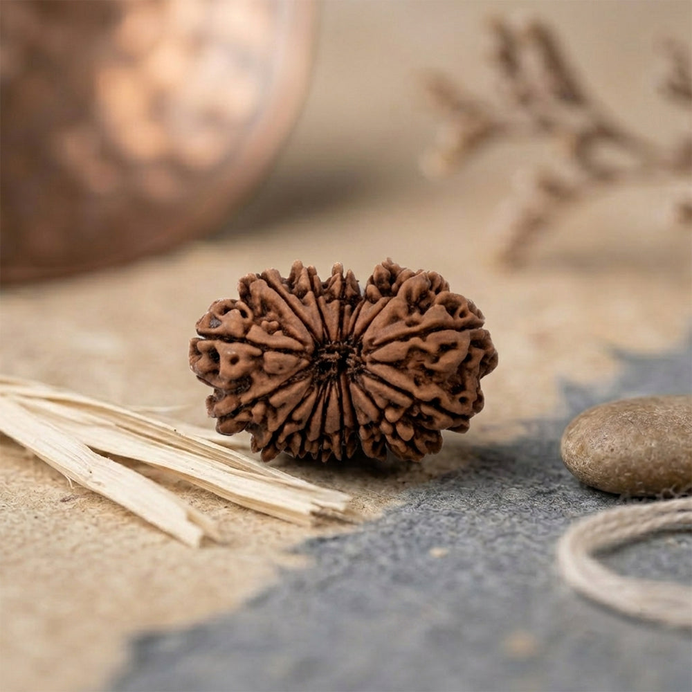 15 mukhi rudraksha