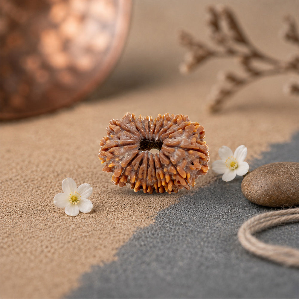 16 mukhi rudraksha