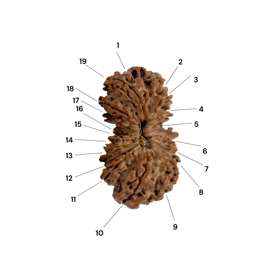 19 mukhi rudraksha faces