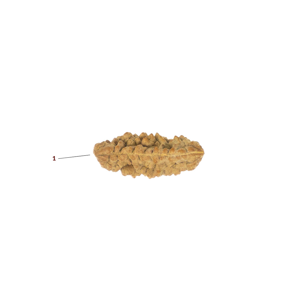 1 Mukhi Rudraksha single face