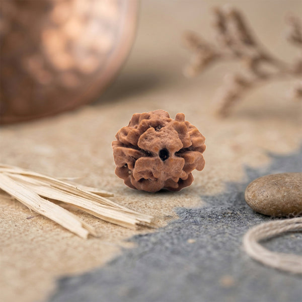 2 Mukhi Rudraksha