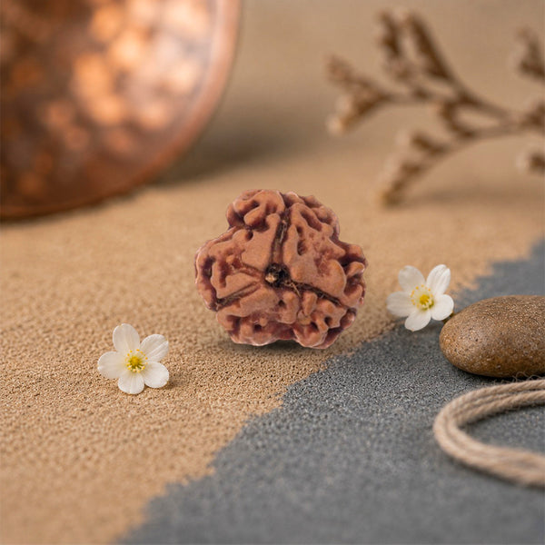 3 Mukhi Rudraksha