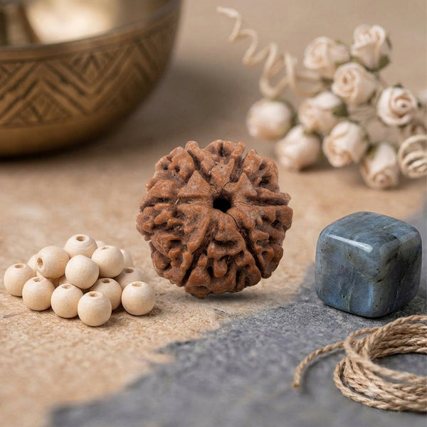 6 Mukhi Rudraksha