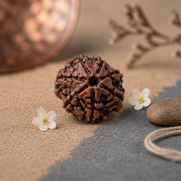 7 Mukhi Rudraksha