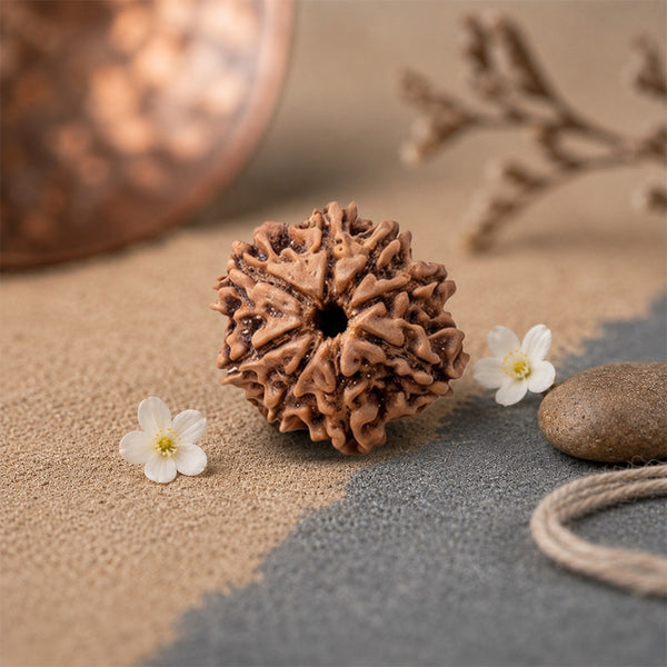 8 Mukhi Rudraksha