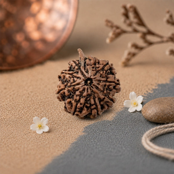 9 Mukhi Rudraksha