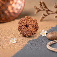 9 Mukhi Rudraksha
