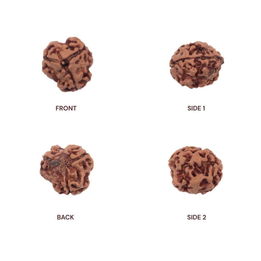 Different sides of 3 Mukhi Rudraksha