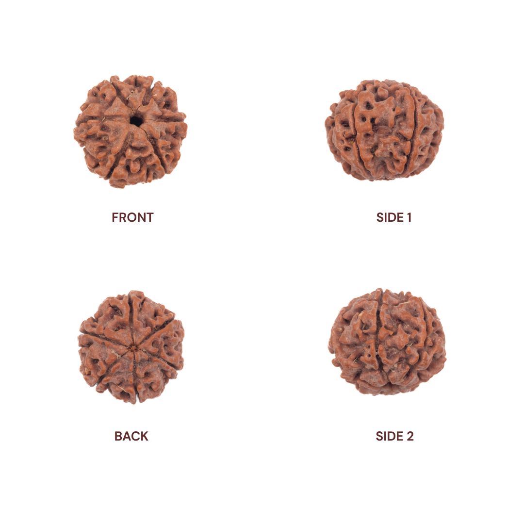 Different sides of 6 mukhi rudraksha