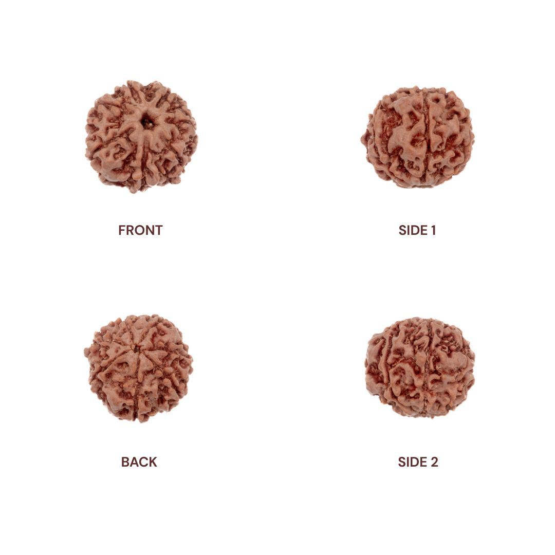7 Mukhi Rudraksha