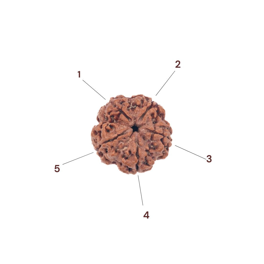 Five faces of 5 Mukhi Rudraksha