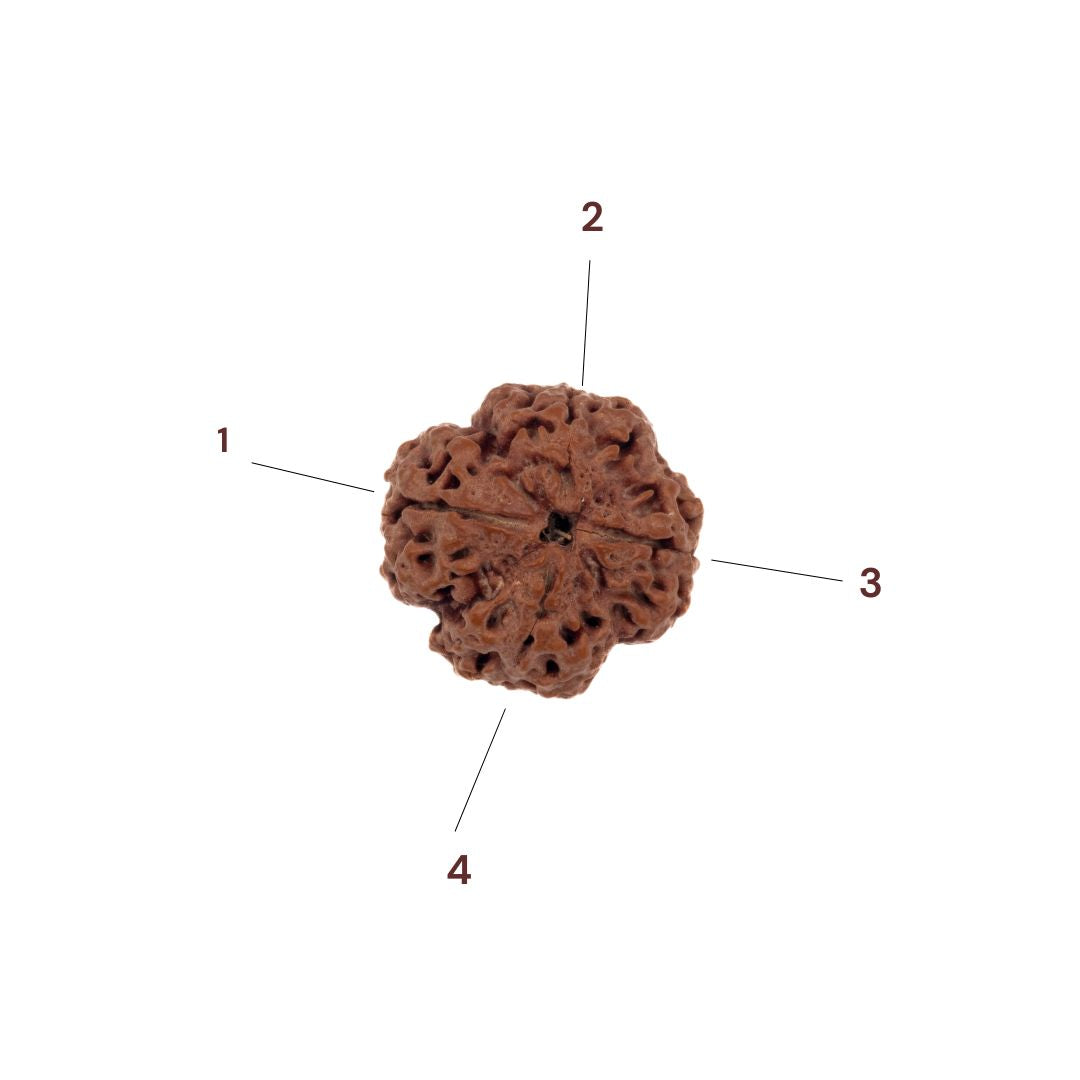 Four faces of 4 Mukhi Rudraksha