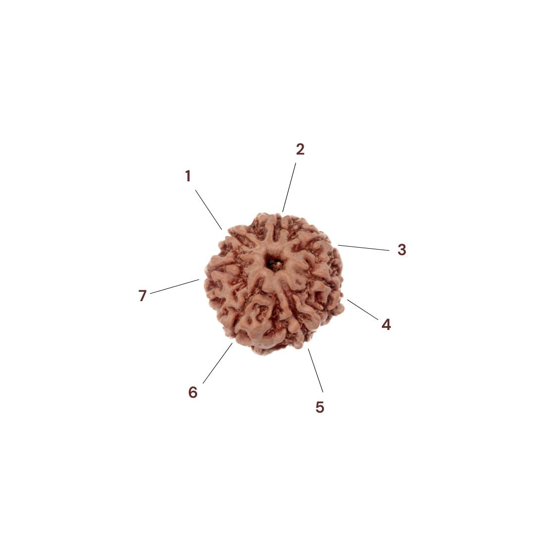 Seven faces of 7 Mukhi Rudraksha