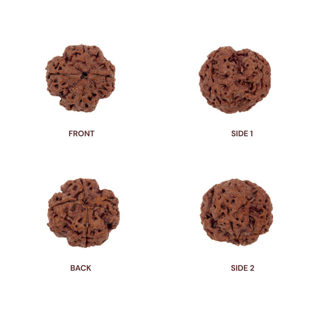 Different sides of 4 Mukhi Rudraksha