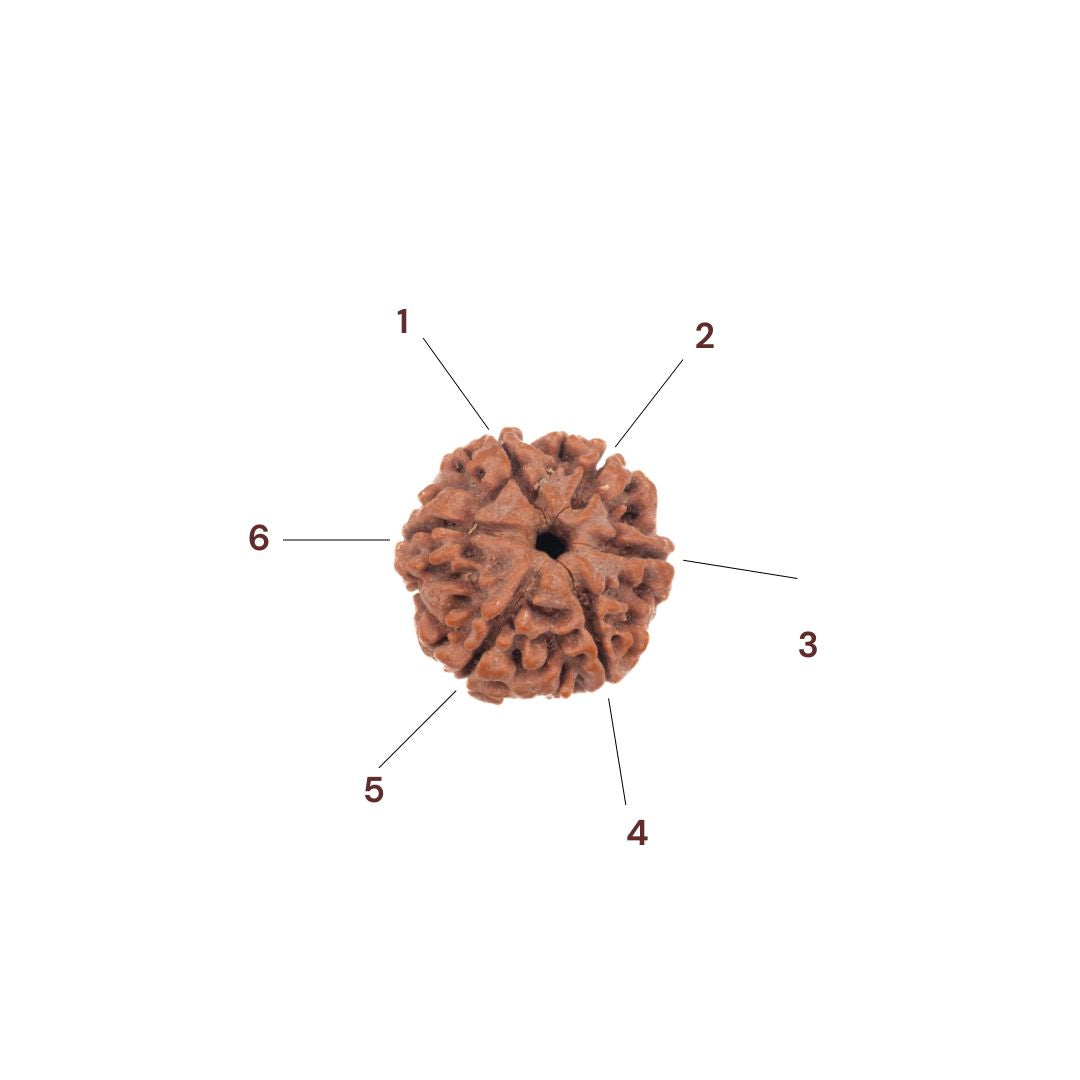 Six faces of 6 mukhi rudraksha