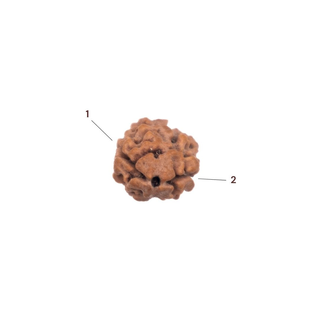 Two faces of 2 Mukhi Rudraksha bead