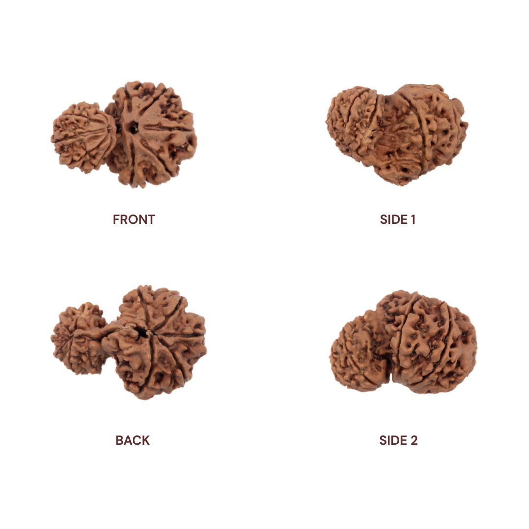 Different sides of Garbh Gauri Rudraksha